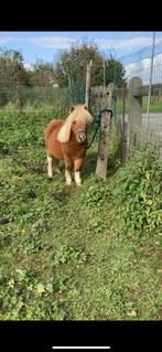 2 shetlanders zoeken tijdelijk huisje!, Dieren en Toebehoren, Gechipt, B, Hengst, A pony (tot 1.17m)