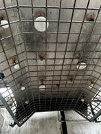 Solarium paarden, Dieren en Toebehoren, Ophalen