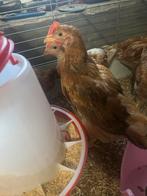 4 jonge hanen ( legkip ), Dieren en Toebehoren, Pluimvee