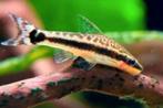 Otocinclus dwerg algeneter ruitenkuiser, Vis, Zoetwatervis, Schoolvis