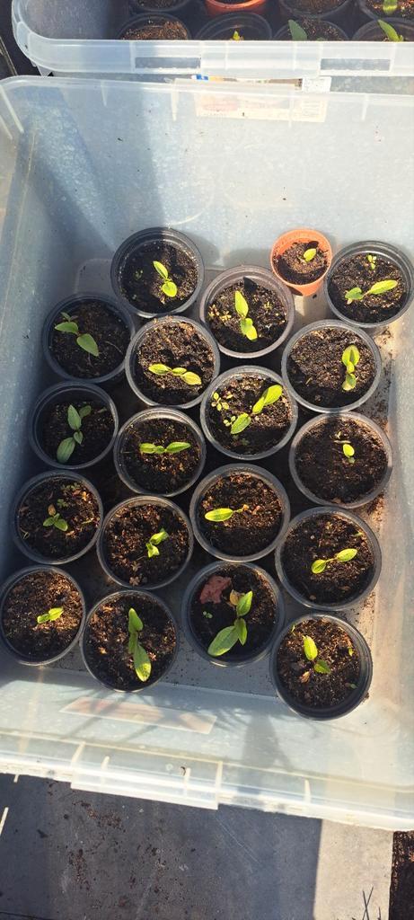 zonnehoed echeniacea paars, Tuin en Terras, Planten | Tuinplanten, Vaste plant, Overige soorten, Halfschaduw, Zomer, Ophalen