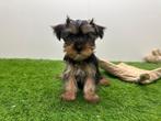 Yorkshire Terrier pups, Yorkshire Terriër, België, 8 tot 15 weken, Parvo