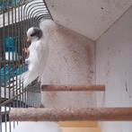 Jonge kanaries mannen, Dieren en Toebehoren, Vogels | Overige Vogels