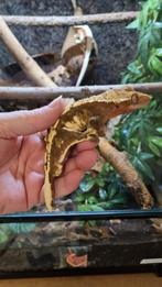 Crested gecko wimpergekko man, Animaux & Accessoires, Reptiles & Amphibiens