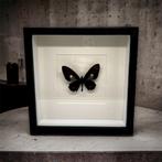 Parides Erithalion - vrai papillon dans un cadre, Collections, Collections Animaux, Insecte, Animal empaillé, Enlèvement ou Envoi