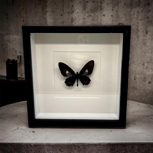 Parides Erithalion - vrai papillon dans un cadre, Collections, Collections Animaux, Neuf, Animal empaillé, Insecte, Enlèvement ou Envoi