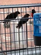 Jonge sijzen te koop uit Venezuela 2024, Dieren en Toebehoren, Vogels | Overige Vogels