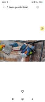 Fischeri's in de blauwreeks, Dieren en Toebehoren