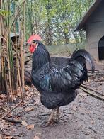 Prachtige Jersey Giant hanen - nog 2