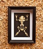 kikkerskelet, Verzamelen, Dierenverzamelingen, Ophalen of Verzenden, Nieuw, Reptiel of Amfibie, Opgezet dier