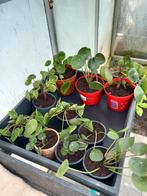 pannekoekplantjes  mooie groen nieuwe scheutjes, Jardin & Terrasse, Plantes | Jardin, Enlèvement ou Envoi