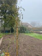 Treurwilg, Enlèvement