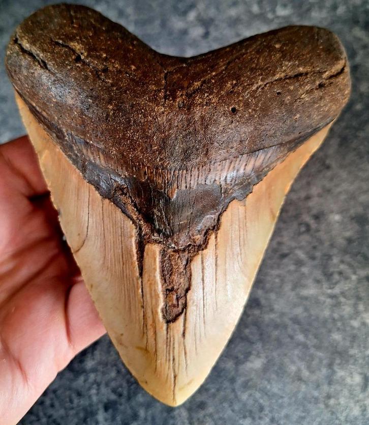 MEGALODON TAND USA	343	gr	14x11,2x2,9	cm	109.47, Verzamelen, Mineralen en Fossielen, Fossiel, Ophalen of Verzenden