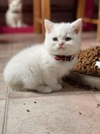 Lief en speels britse korthaar kittens, Plusieurs animaux, Vermifugé, 0 à 2 ans