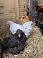 Cochin kriel, Dieren en Toebehoren, Pluimvee