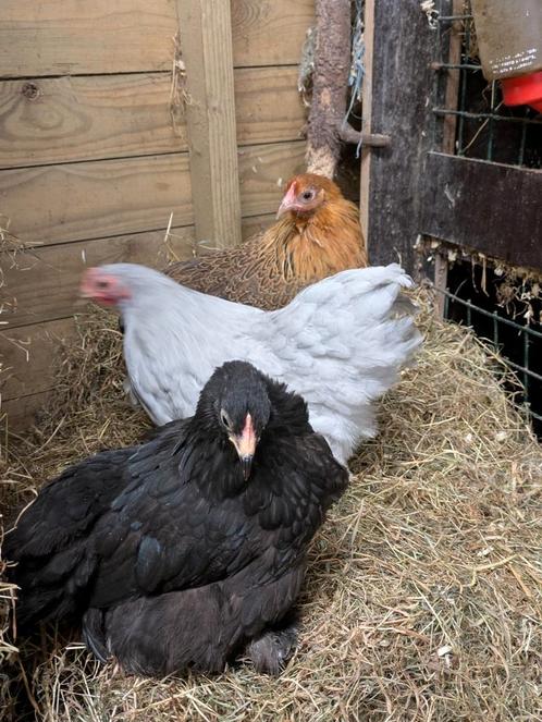 Cochin kriel, Dieren en Toebehoren, Pluimvee