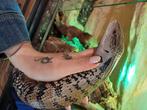 Blauwtong skink met toebehoren, Met terrarium, 3 tot 6 jaar