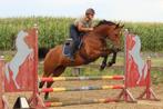 10 jarige springmerrie met unieke bloedlijn, Dieren en Toebehoren, Paarden, Merrie, Springpaard, Gechipt, Zadelmak