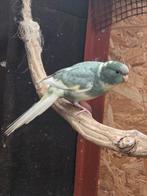 Kakariki, Plusieurs animaux, Perruche, Bagué