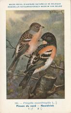 NOORDVINK, Verzamelen, Postkaarten | Dieren, Verzenden, Ongelopen, Vogel