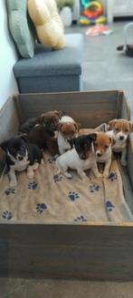 Super lieve kortpotige jack Russell pupjes, Dieren en Toebehoren, Honden | Jack Russells en Terriërs, België, Fokker | Hobbymatig