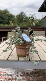 Oscularia deltoides vetplant "roze ijsplantje"., Ophalen, Lente, Volle zon