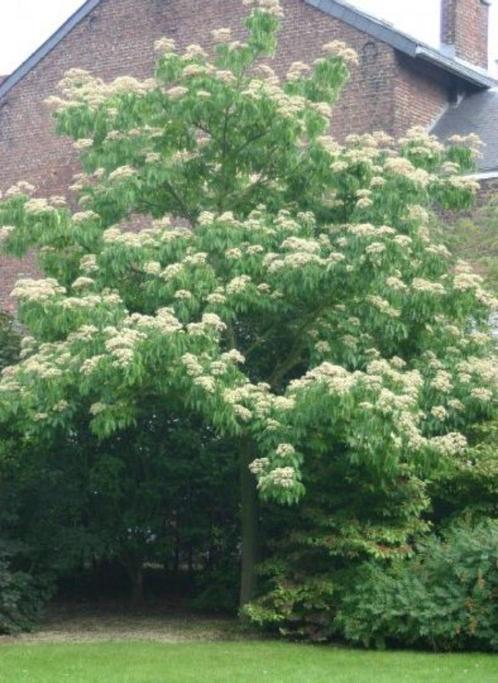 Tetradium daniellii-echte bijenboom-must voor imkers !, Tuin en Terras, Planten | Tuinplanten, Ophalen