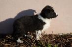 Zwart-witte border collie puppies geboren op boerderij, Dieren en Toebehoren, België, Particulier, Reu, CDV (hondenziekte)