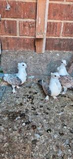 Duiven te koop 4 stok voor 40 euro, Dieren en Toebehoren, Vogels | Duiven