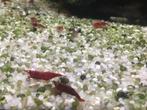 Rode garnalen, Dieren en Toebehoren, Vissen | Aquariumvissen, Kreeft, Krab of Garnaal