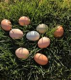 Broedeieren ( Duitse leghorn/ italiener)
