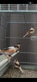 Portugese harlekijn 2 poppen beschikbaar 2025, Dieren en Toebehoren, Vogels | Kanaries, Vrouwelijk