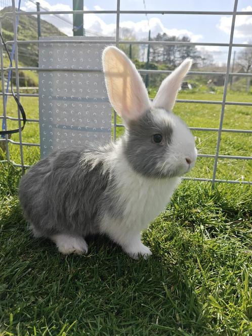 Vlaamse reuzen, Dieren en Toebehoren, Konijnen