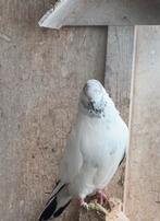 Iraanse duiven, Dieren en Toebehoren