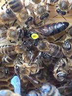bijenvolken op dadant ramen, Bijen