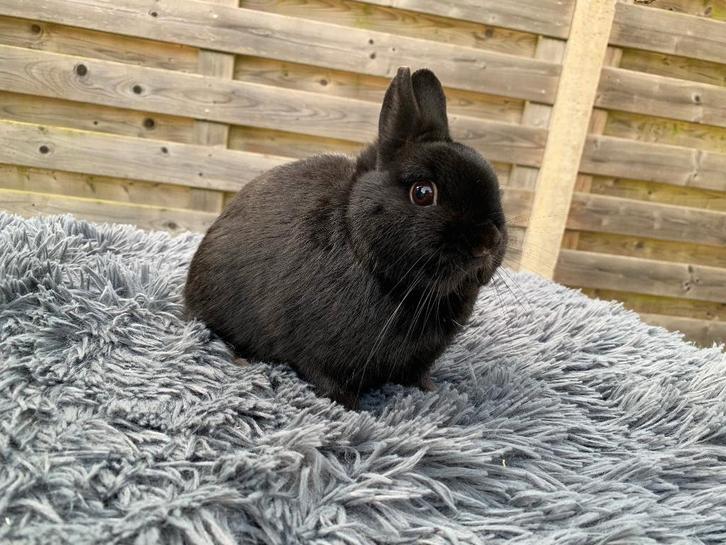 Kleurdwerg zwarte ram, Animaux & Accessoires, Lapins, Nain, Mâle