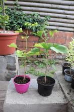 Ginkgo-bomen, Tuin en Terras, Planten | Bomen, In pot, Minder dan 100 cm, Halfschaduw, Overige soorten