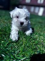 Mooie Maltezers pups, Dieren en Toebehoren, Honden | Niet-rashonden, België, CDV (hondenziekte), 8 tot 15 weken, Meerdere