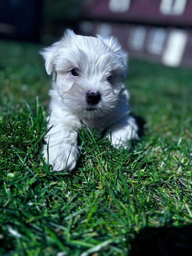 Mooie Maltezers pups, Dieren en Toebehoren, Honden | Niet-rashonden, Klein, Meerdere dieren, Fokker | Professioneel, Meerdere