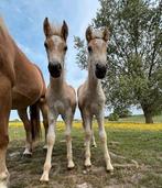 2 hengstenveulens stamboek haflinger, Dieren en Toebehoren, E pony (1.48m - 1.57m), Gechipt, Niet van toepassing, 0 tot 2 jaar