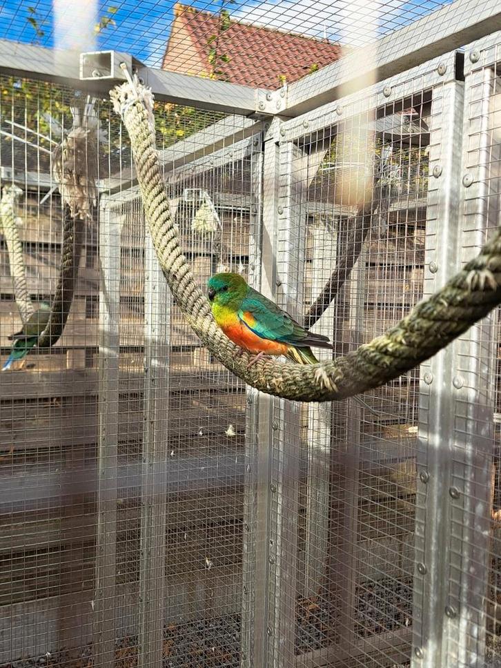 Roodrugparkieten, roodruggen, roodrugparkiet koppel 2024, Dieren en Toebehoren, Vogels | Parkieten en Papegaaien, Parkiet, Meerdere dieren