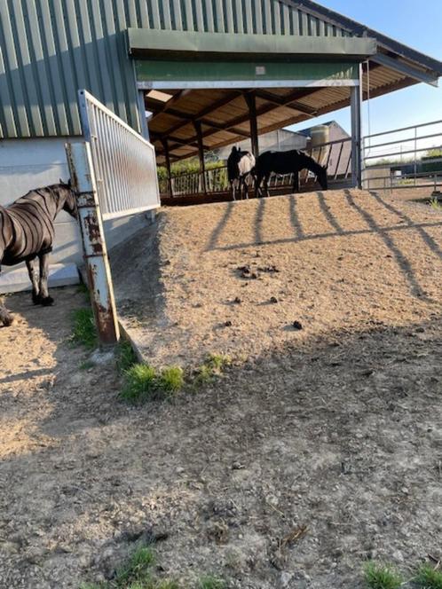 Te huur Stal & weide (Paarden), Dieren en Toebehoren, Stalling en Weidegang, Stalling, Weidegang, 4 paarden of pony's of meer
