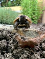 Baby Griekse landschildpadden, 0 tot 2 jaar, Schildpad