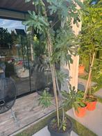 Dubbele vijgenboom op stam, Ophalen