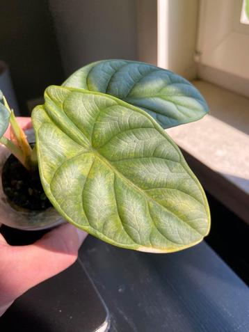 Alocasia silver dragon variegata, Enlèvement ou Envoi