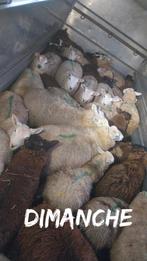 schapen, Dieren en Toebehoren, Schaap