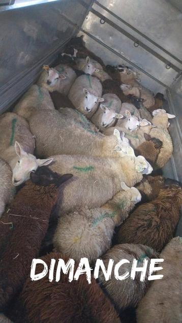 schapen beschikbaar voor biedingen