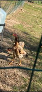 Shamo hennen, Dieren en Toebehoren, Pluimvee