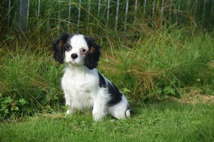 Cavalier King Charles spaniel pups, Dieren en Toebehoren, Honden | Retrievers, Spaniëls en Waterhonden, Meerdere dieren, Spaniël