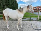 Champagne paint merrie, Dieren en Toebehoren, Merrie, Minder dan 160 cm, Gechipt, 0 tot 2 jaar